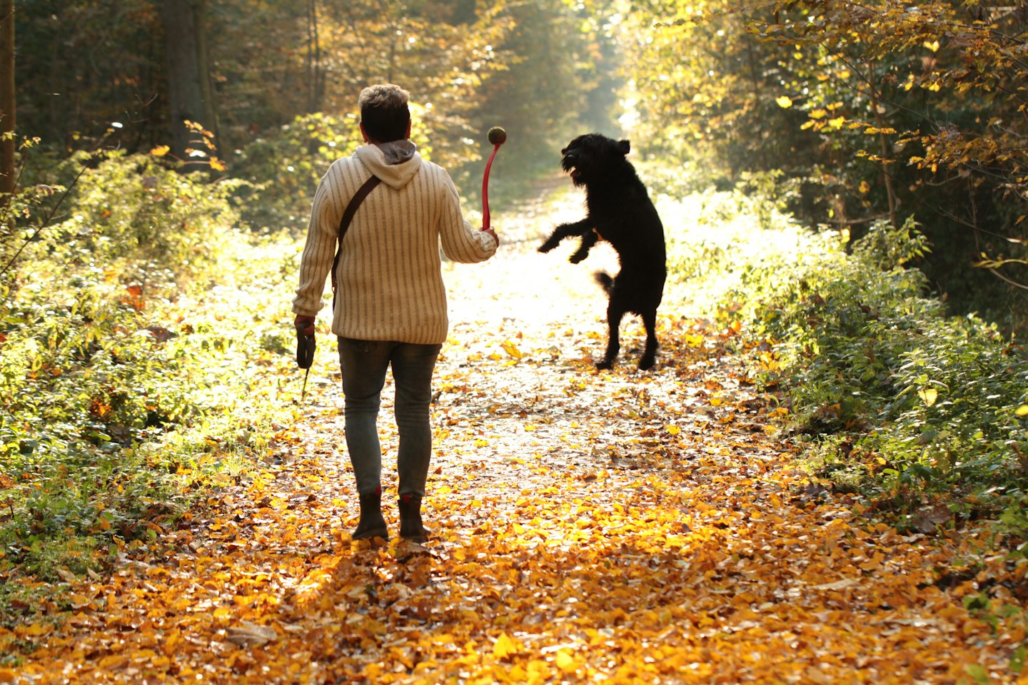 A person walks through autumn leaves while playing with their dog.