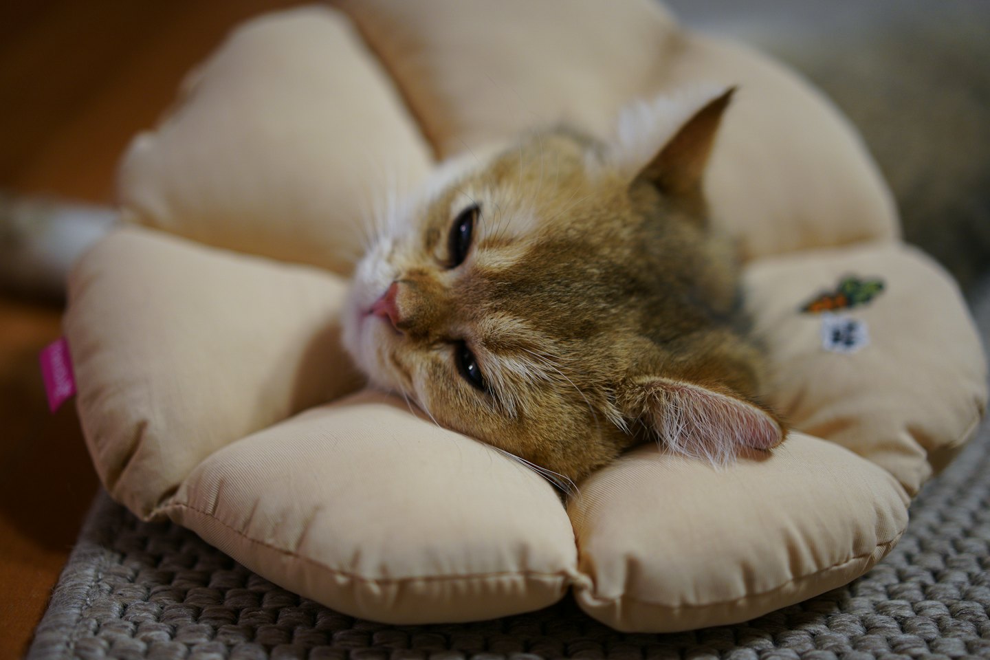 A tabby cat resting its chin on a flower collar.