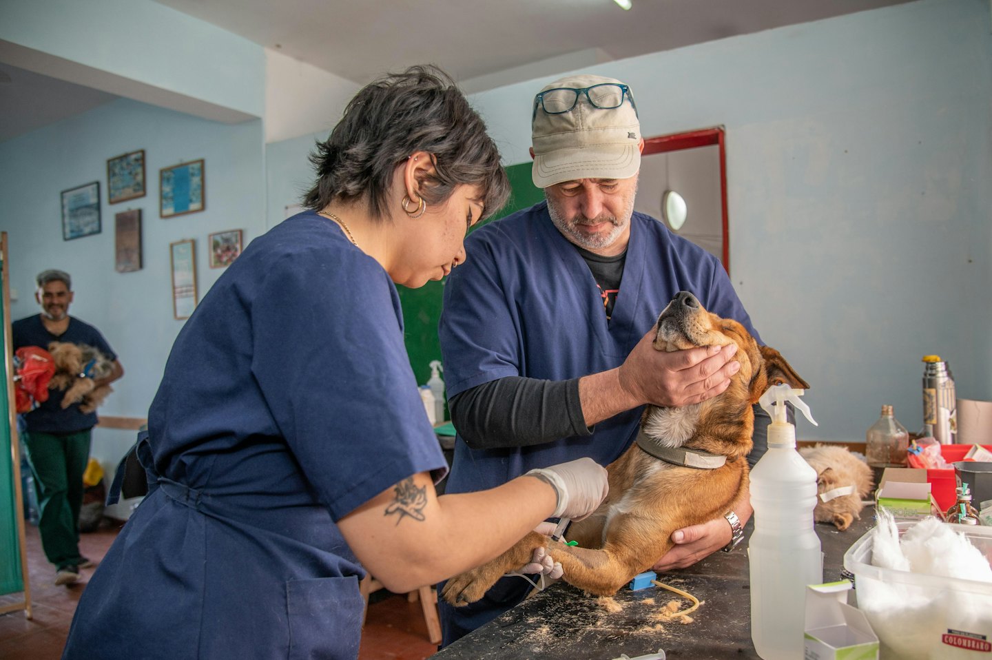 Veterinarian gives a dog an injection in a clinic.