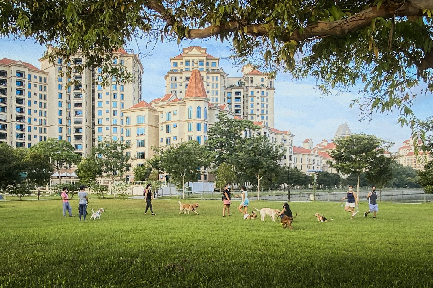 People walk and play with dogs in an urban park.