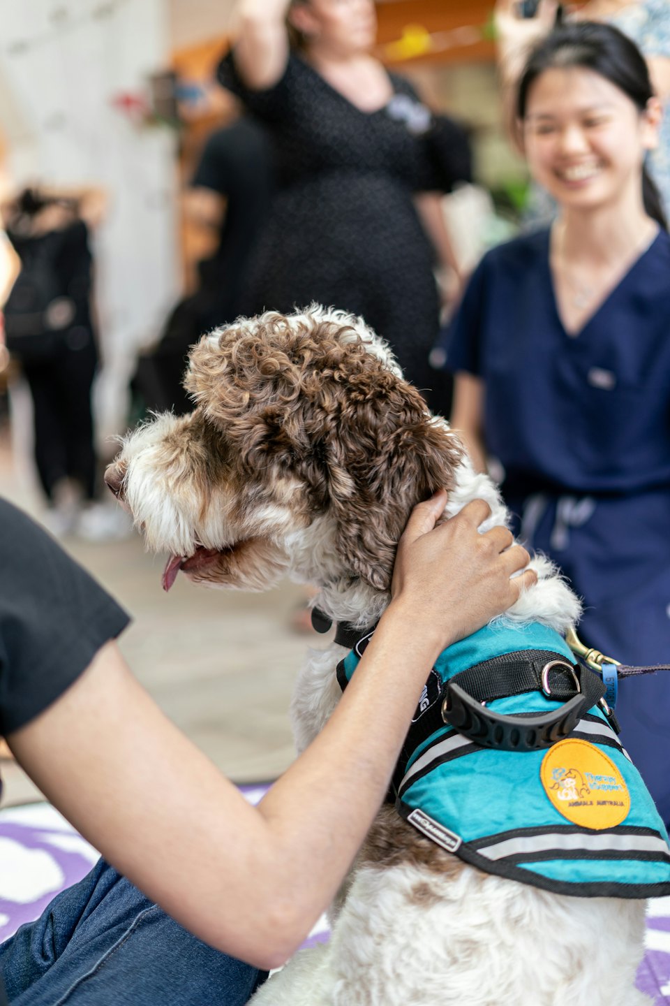 A brown and white service dog wearing a turquoise vest.